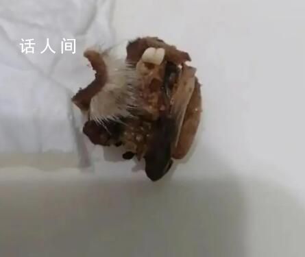 小學食堂吃出鼠頭?教育局:系兔頭