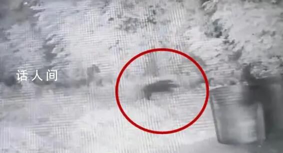 男子辦公區(qū)遭野豬撕咬 縫100多針