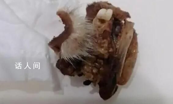 重慶一小學(xué)食堂出現(xiàn)鼠頭系謠言 公安機(jī)關(guān)將對發(fā)布傳播謠言者進(jìn)行調(diào)查處理