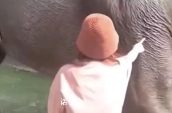 游客在越南摸大象被大象直接放倒 兩名游客并無大礙