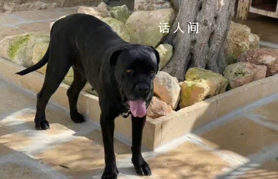 金星發文疑內涵董明珠王自如 口含明珠進退自如