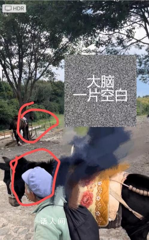 游客在麗江花168元騎馬變成騎騾子 感覺被騙