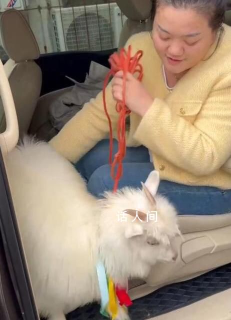 內蒙網友互換特產開1700公里送活羊 一諾千金