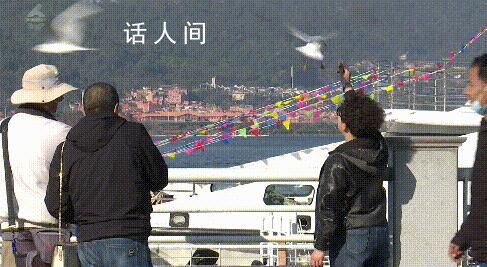 男子抓海鷗被罰要起訴昆明官方 是它先咬的我