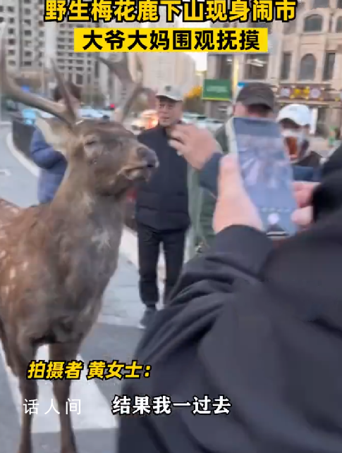 梅花鹿現身鬧市大爺大媽圍觀撫摸 路人：附近山上有一群不怕人