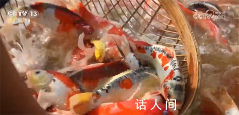 全國(guó)超六成錦鯉來自河南 從土里刨食到水里淘金