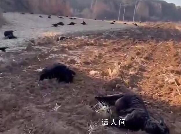 80余只羊田間中毒死亡 警方發(fā)懸賞