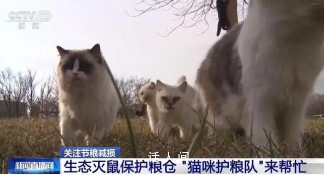 遼寧盤錦40多只貓咪組隊守糧倉 點贊護糧小衛士