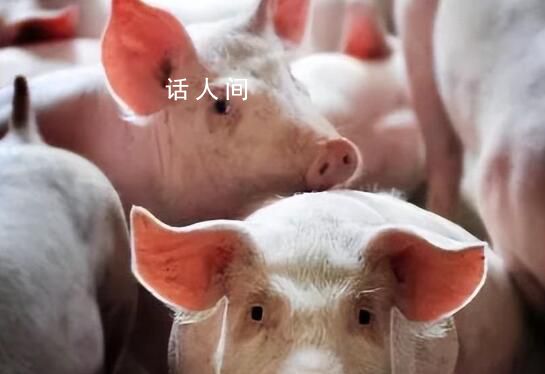 券商:豬價或仍處于區間震蕩為主