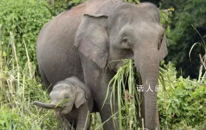 男子駕車誤撞小象遭5頭大象圍攻 直到小象從地上爬起來