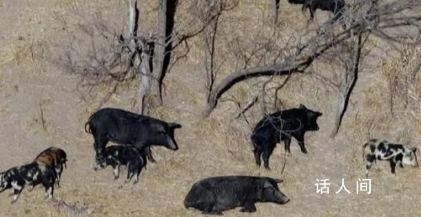 加拿大“超級豬”入侵美國 已對當地生態構成威脅