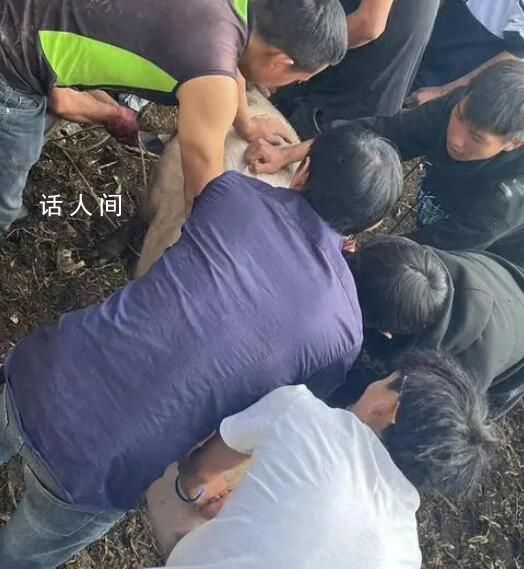 云南部分鄉鎮倡議不搞“殺豬飯” 倡議節儉避免鋪張浪費