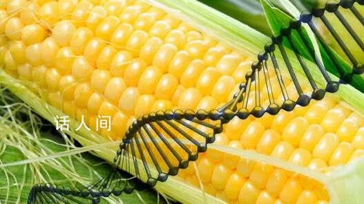 51個轉基因品種獲審定通過 轉基因玉米大豆商業化種植的窗口已打開