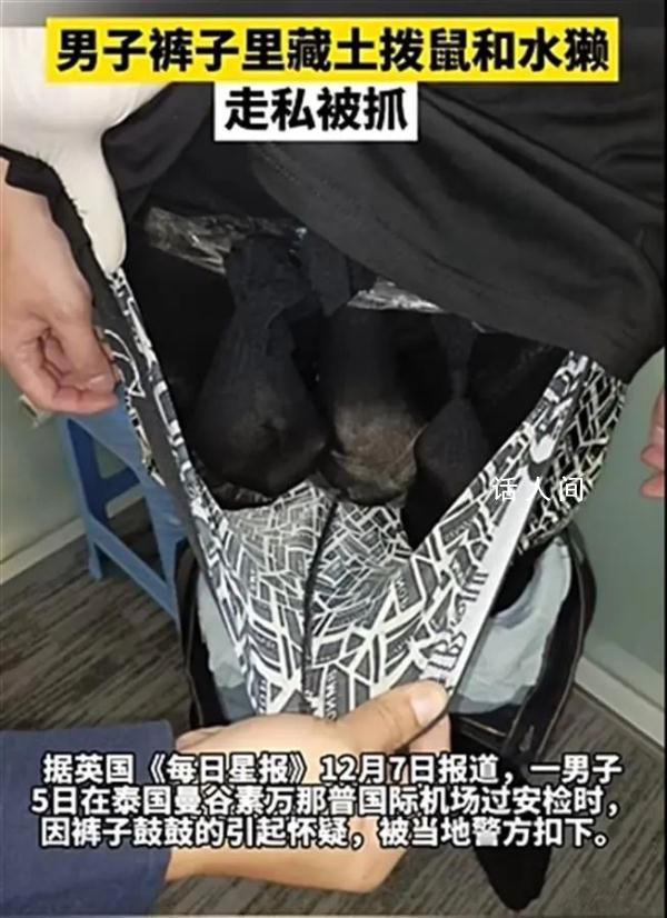 男子褲子里藏動物走私被抓 動物已被轉移至相關機構進行健康檢查