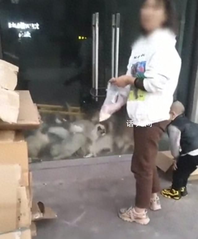 20余只貓被鎖店里餓到自相殘殺 店鋪散發陣陣惡臭