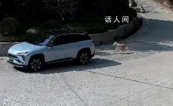 狗狗3次離家出走被民警找回 收到一面特制的錦旗