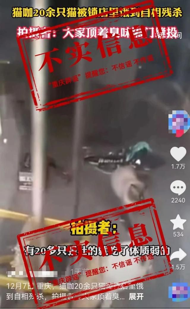 20多只貓餓到自相殘殺?重慶辟謠