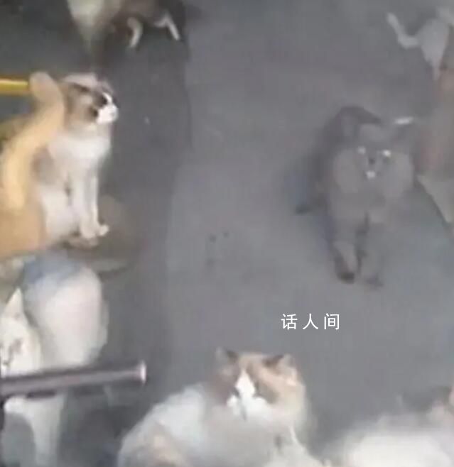 貓咖20只貓餓到互相殘殺?店主回應