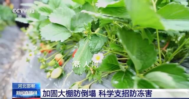 “菜籃子”量足價穩 各地從田間到超市多措并舉全力保供穩價