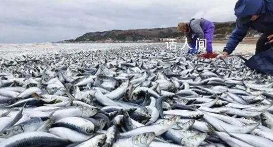 日本離奇死魚多到漁船寸步難行 日本:與福島核電站核污染水排海無關