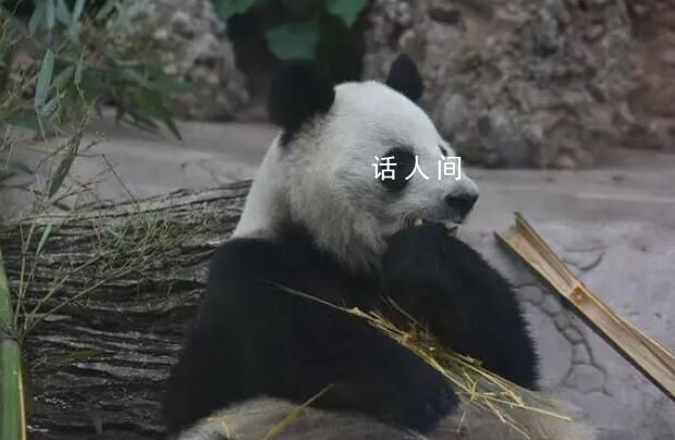 丫丫開啟冬至進補模式 網友：丫丫養的小鳥肉眼可見的胖了