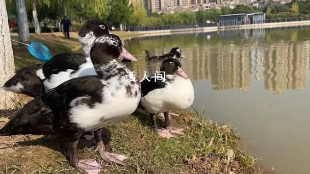 公園喊話游客把綁走的鴨子還回來 有游客將公園的鴨子抓走