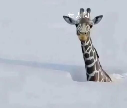 連降暴雪動物園只剩長頸鹿露頭?不少網友信以為真