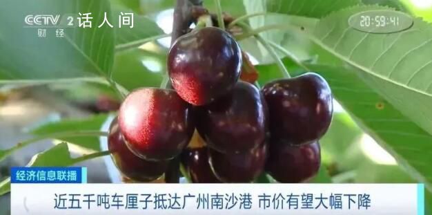 車厘子有望便宜四成 廣州南沙港就迎來了本季的首艘車厘子快船