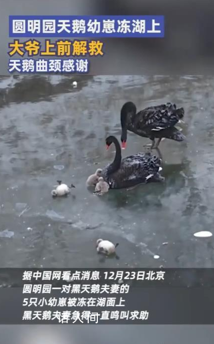 圓明園天鵝幼崽凍湖上大爺踏冰解救 萬物有靈感謝好心人