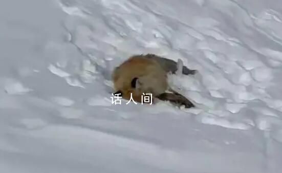 網紅狐貍死在雪地里 周圍有不少腳印