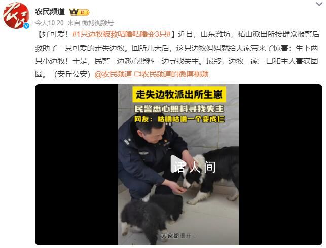 1只邊牧被救咕嚕咕嚕變3只 生下兩只小邊牧