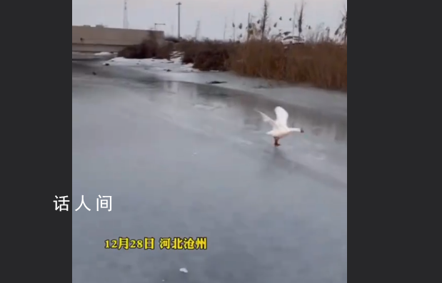 大鵝落單后一路瘋狂追趕 用力揮動翅膀