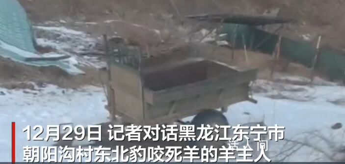 黑龍江一東北豹天天進村找羊吃 當地林草局已在羊圈附近安裝監控