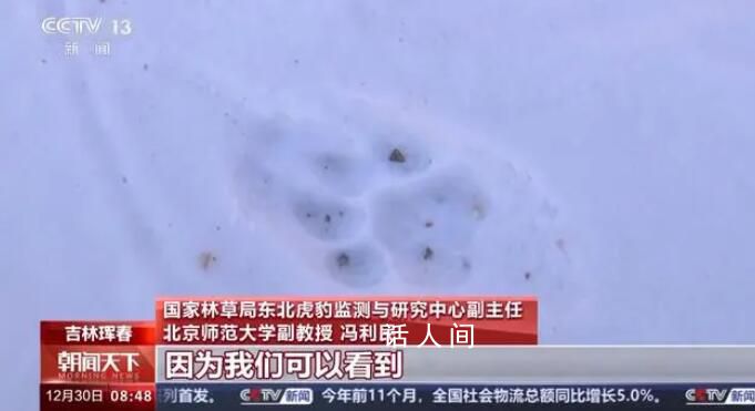 捕食了73號東北豹的東北虎是誰 調查工作已取得巨大進展