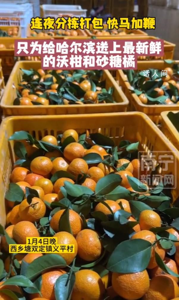 一場“砂糖橘”的雙向奔赴 南寧贈送哈爾濱200噸砂糖橘