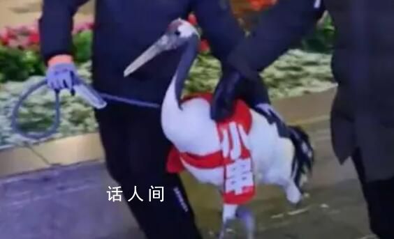 鶴崗丹頂鶴出現(xiàn)在哈爾濱中央大街 把家底全掏出來了