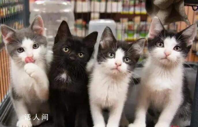 今年起 法國寵物店不再出售貓狗