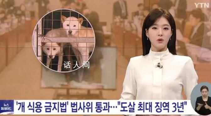 韓國國會通過禁食狗肉法案 3年之后將對違法行為進行處罰