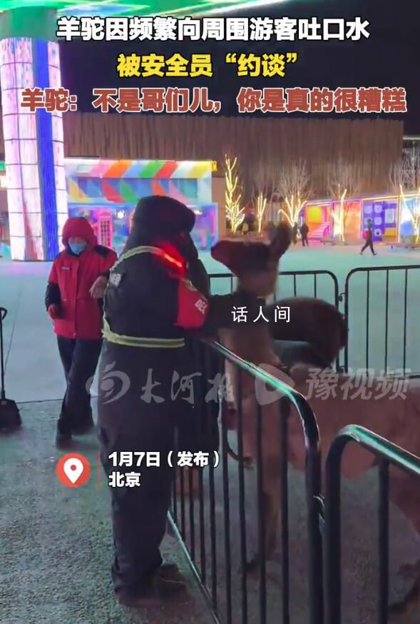 羊駝因頻繁吐口水被安全員“約談” 網友：這位羊駝你可長點心吧