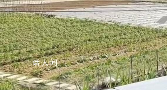 深圳一村因火災(zāi)頻繁禁止居民種菜 通知屬實(shí)