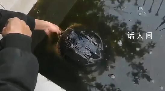 男子手指被鱷龜咬住痛哭一個多小時 好在沒有傷到男子筋骨