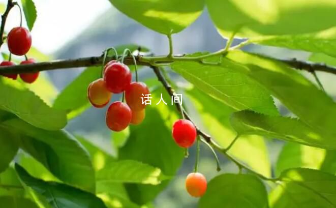 價格差5倍 櫻桃和車厘子有什么區別