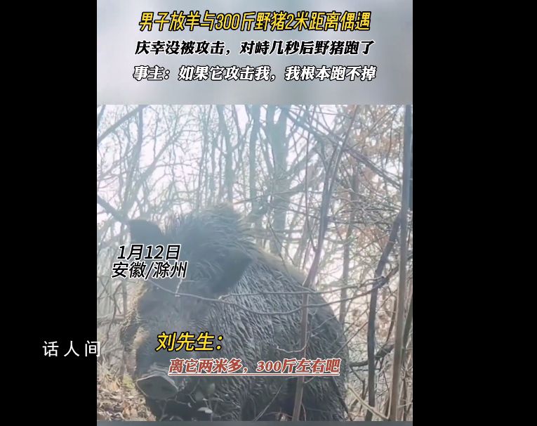 男子上山放羊突遇300斤野豬 最近僅僅大概2米