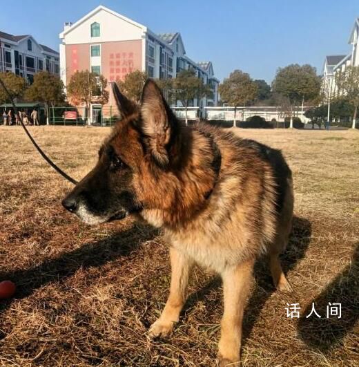 浙江5條退役警犬找領養 最小7歲最大11歲