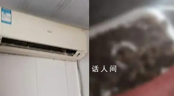 空調機藏一窩蝙蝠 安裝工人被嚇一跳