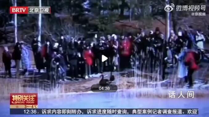 圓明園小天鵝被迫走冰致腳蹼潰爛 市民呼吁別再傷害小天鵝了