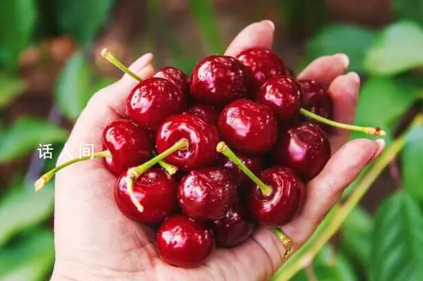 車厘子價格跳水經銷商不敢囤貨了 膝蓋斬車厘子自由了