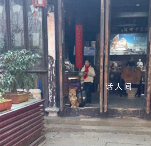 狗狗在店門口搖頭晃腦招攬客人 只要你跟它對視一眼它就有辦法讓你進店購物