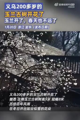 義烏200多歲的玉蘭古樹開花了 玉蘭開花了春天也不遠了