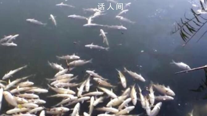 河面漂浮死魚,民警不管?
